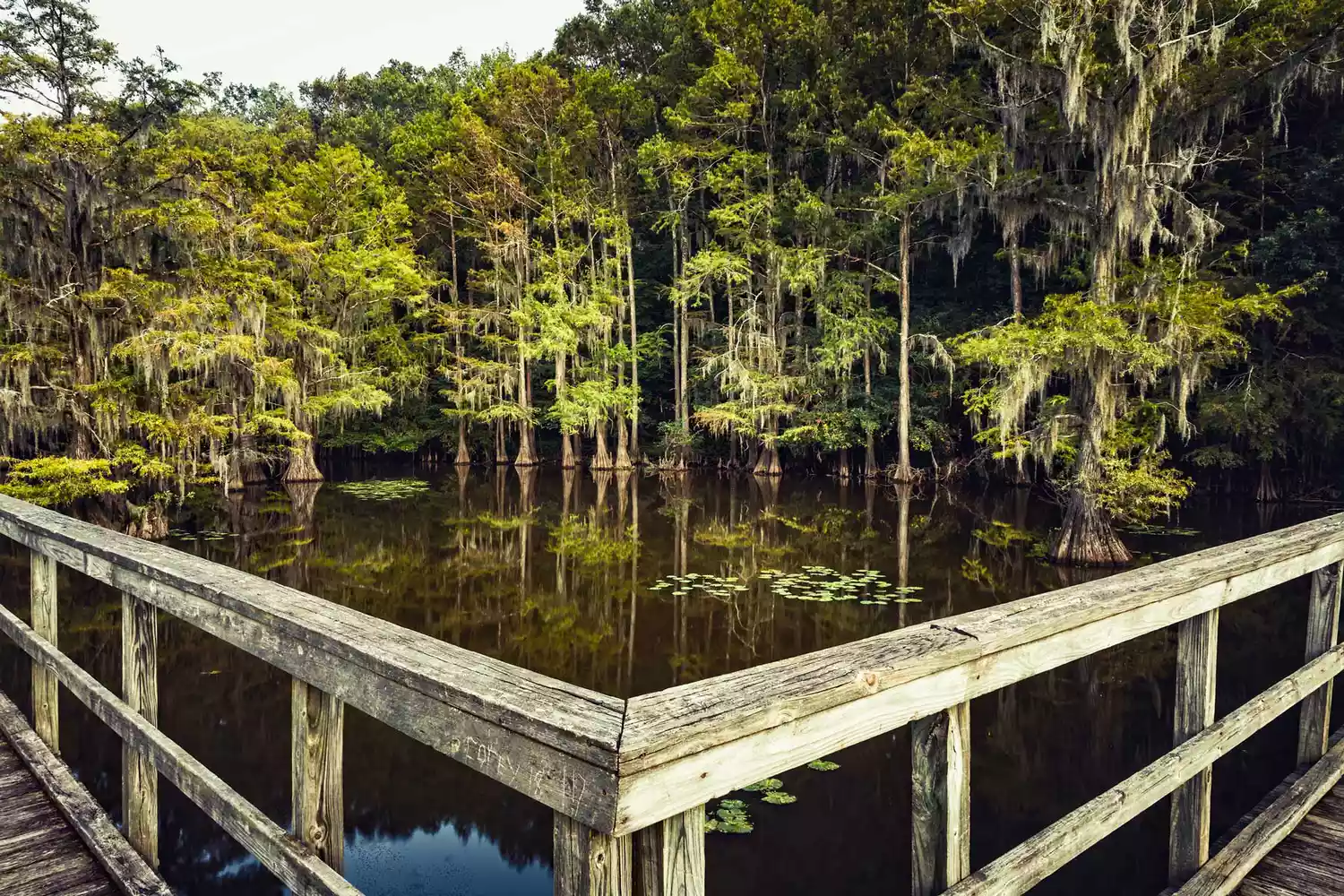 Caddo Lake State Park